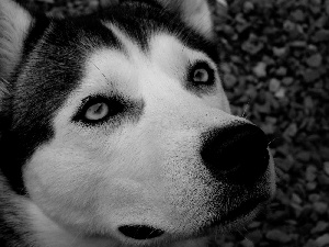 Siberian Husky