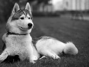 Siberian Husky