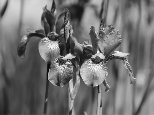 Siberian Iris, iris