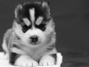 Siberian Husky, Puppy