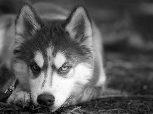 Siberian Husky, Puppy