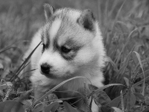 Siberian Husky, Puppy