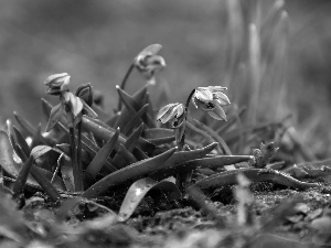 Siberian squill