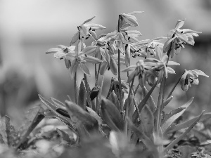 Siberian squill