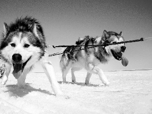 Siberian Husky, team