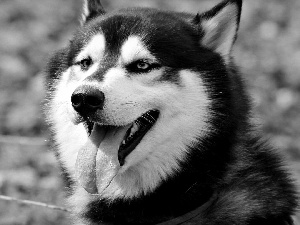 Siberian Husky, Tounge