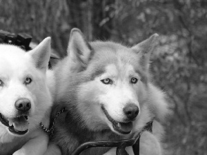 Two cars, Siberian Husky