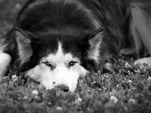 Siberian Husky, VEGETATION