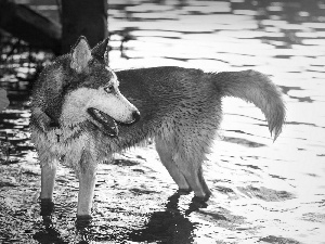 water, dog, Siberian Husky