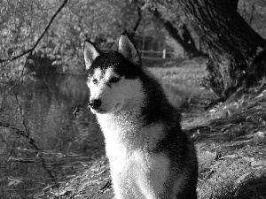 Siberian Husky, water