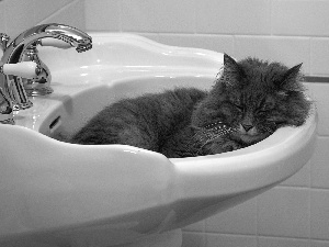 cat, sleepyhead, sink, dream