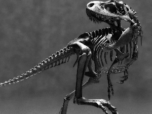 dinosaur, skeleton
