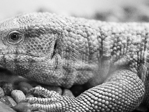 Brown, rough, skin, Iguana