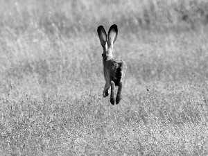 Field, Wild Rabbit, skip
