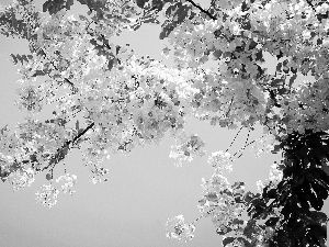 Sky, Blossoming, acacia