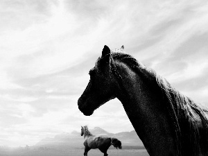 bay, White, Sky, bloodstock