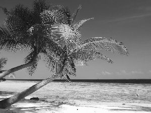 Sky, Beaches, Palms, coconut, Sloping