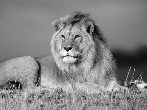 Beatyfull, The look, Sky, Lion