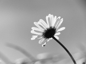 Sky, Daisy, blue