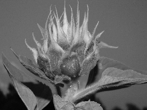 Sky, Sunflower, bud