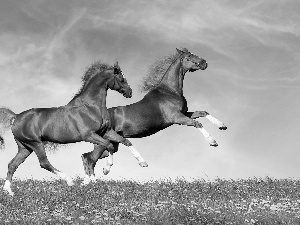 Two cars, Meadow, Sky, bloodstock