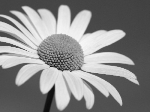 Daisy, flakes, Sky, White