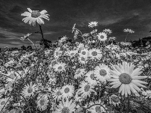 Sky, Flowers, chamomile