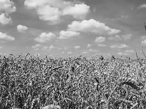 Sky, clouds, Field, blue, corn