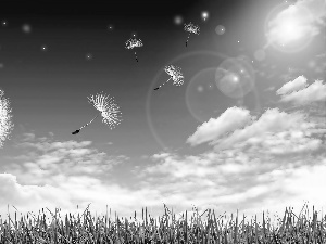 Sky, clouds, grass, dandelion, ladybird
