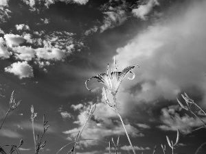 Sky, lilies, clouds