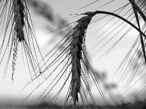 Sky, Ears, corn