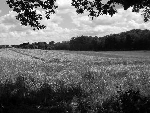 Sky, Field, corn