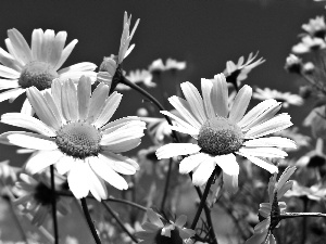 Sky, Flowers, Daisy