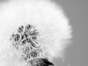 dandelion, Sky