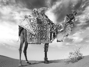 Sky, Camel, Desert