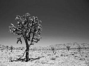 Sky, trees, Desert