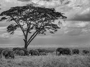 Elephants, Clouds, Sky, trees