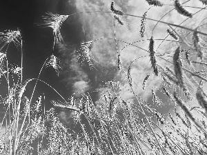 Sky, corn, Field