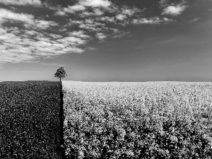 field, trees, Sky, cultivated