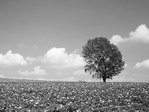 Sky, trees, Field