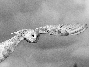 Floating, Barn, Sky, owl