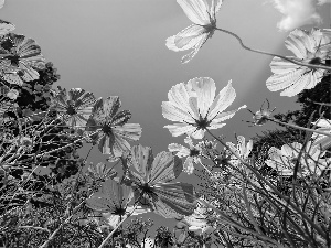 Cosmos, color, Flowers