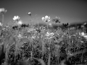 Sky, Wildflowers, Flowers