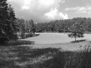 Sky, Meadow, forest