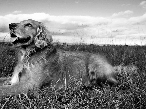 Sky, clouds, Golden Retriever, grass, dog