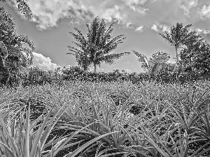 Sky, Palms, grass