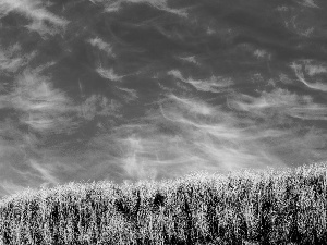 grass, Sky