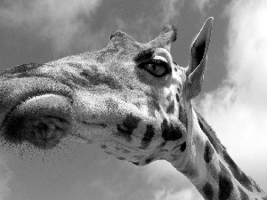 Sky, giraffe, Head