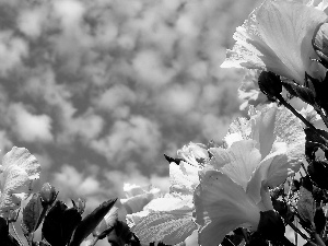 Sky, Yellow, hibiskus