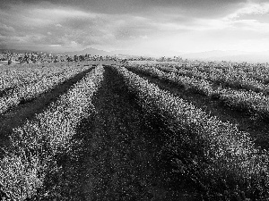 Sky, Field, lavender